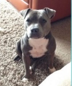 Stolen Blue With White Chest Staffordshire Bull Terrier Female Critter Creche