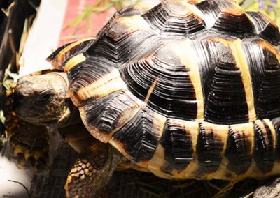 tortoise accommodation