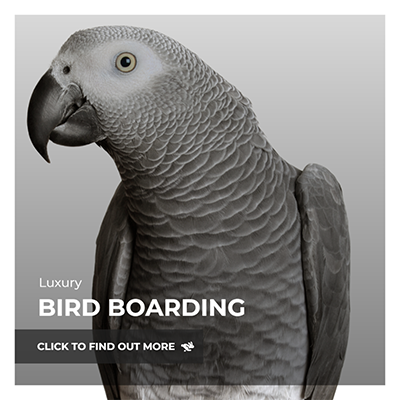 bird boarding