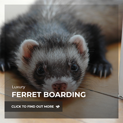 ferret boarding