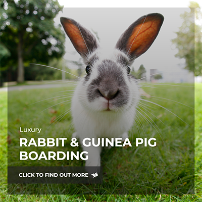 rabbit boarding