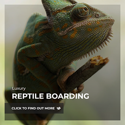 reptile boarding