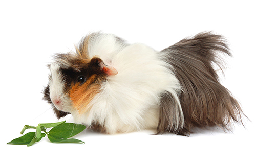 guinea pigs