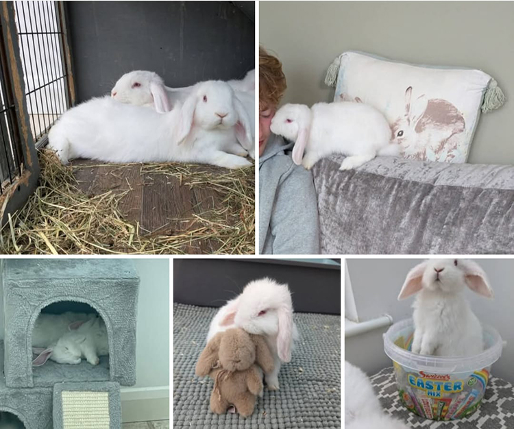 rabbit re-home